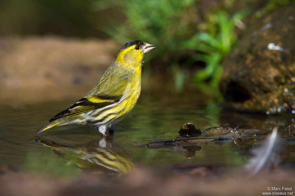 Eurasian Siskin male adult breeding, drinks