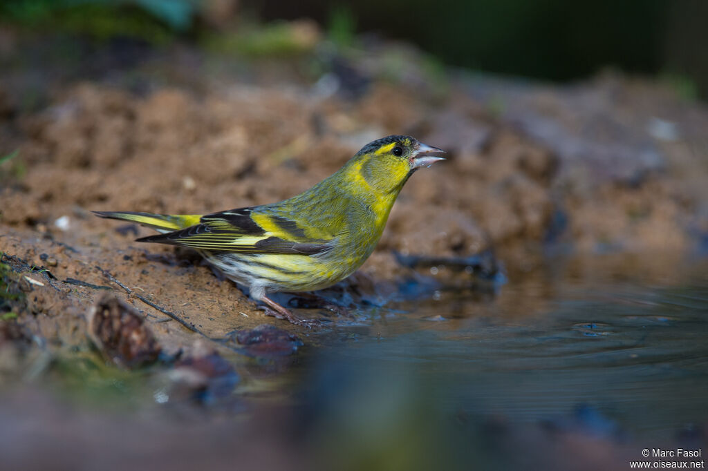 Eurasian Siskin male adult breeding, drinks