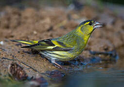 Eurasian Siskin