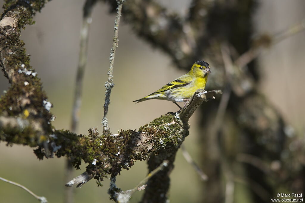 Eurasian Siskin male adult breeding, identification