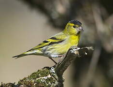 Eurasian Siskin