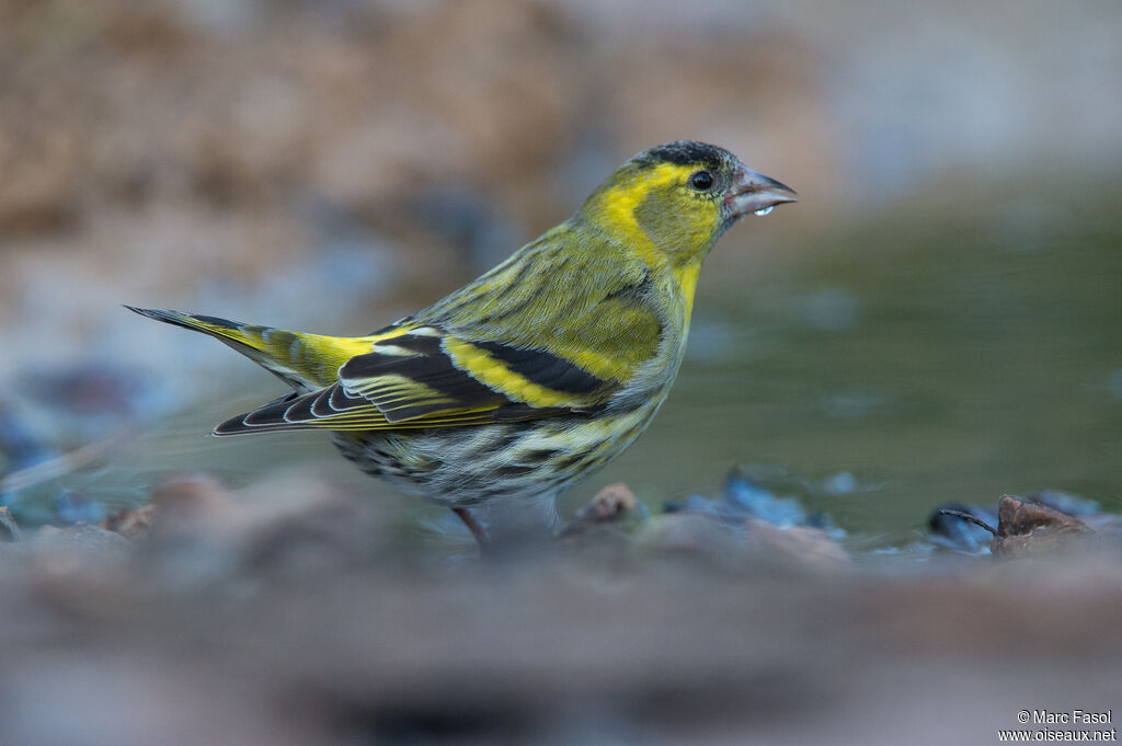 Eurasian Siskin male adult breeding, drinks