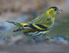 Eurasian Siskin