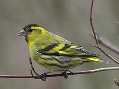 Eurasian Siskin