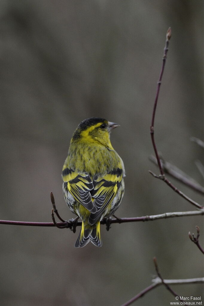 Eurasian Siskin male adult breeding, identification