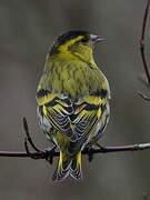 Eurasian Siskin