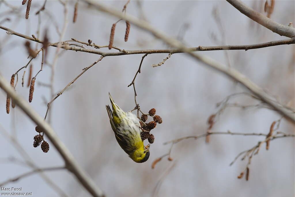 Eurasian Siskin male adult, feeding habits, Behaviour