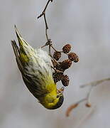 Eurasian Siskin