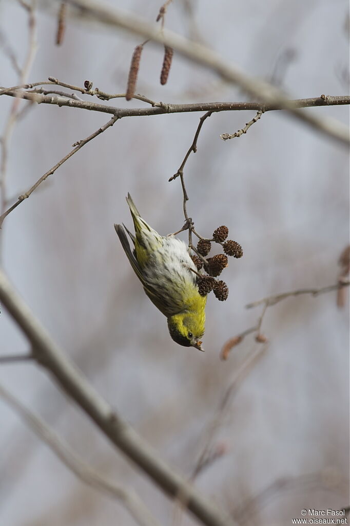 Eurasian Siskin male adult, identification, feeding habits, Behaviour