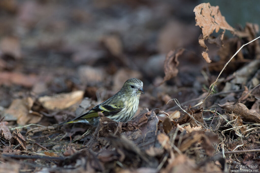 Eurasian Siskin female adult, identification, eats