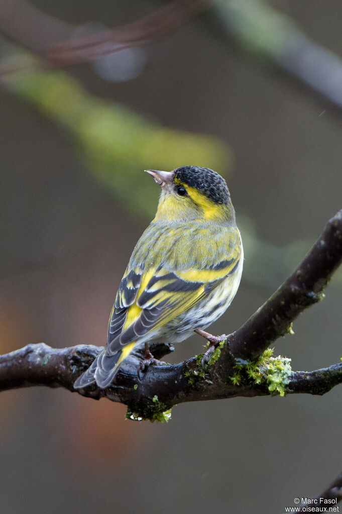 Eurasian Siskin male adult, identification