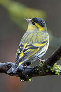 Eurasian Siskin