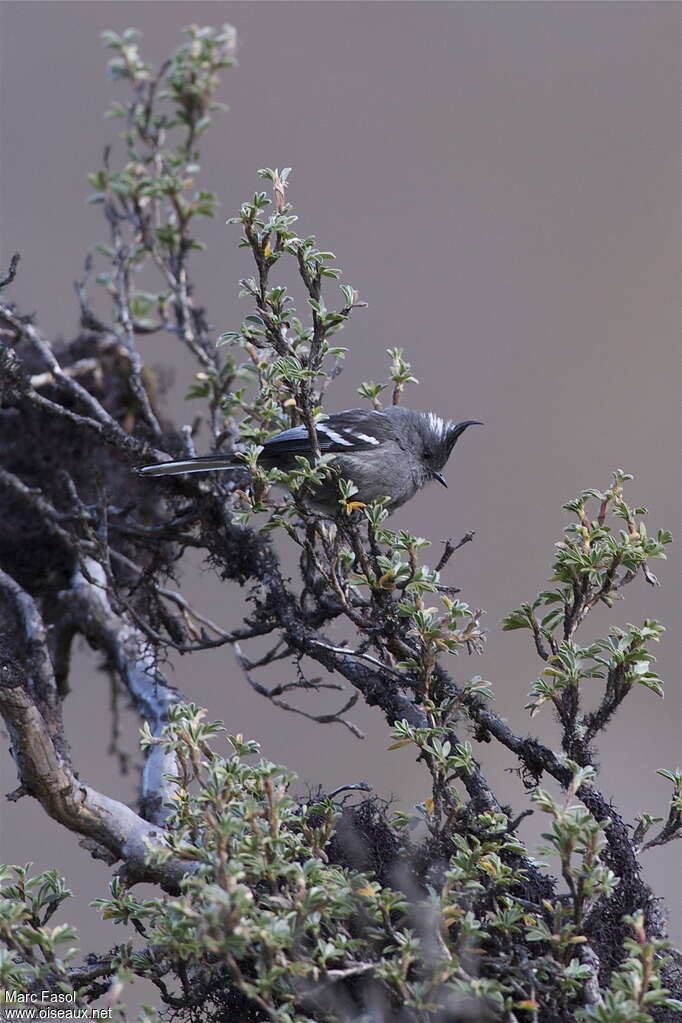 Taurillon grisadulte, identification