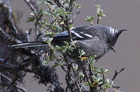 Ash-breasted Tit-Tyrant