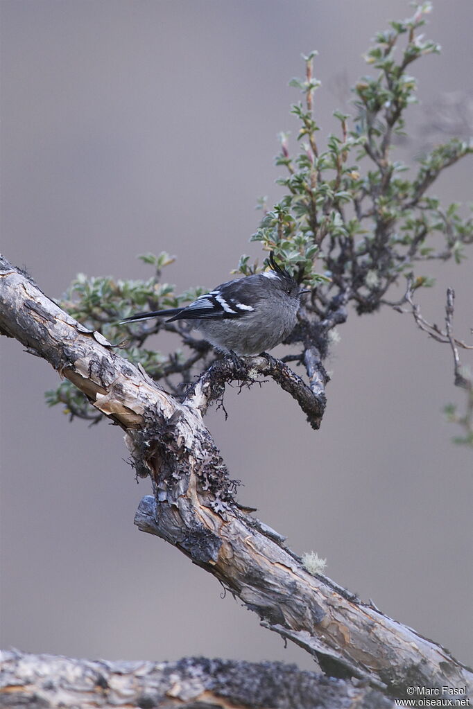 Ash-breasted Tit-Tyrantadult, identification