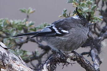 Taurillon gris