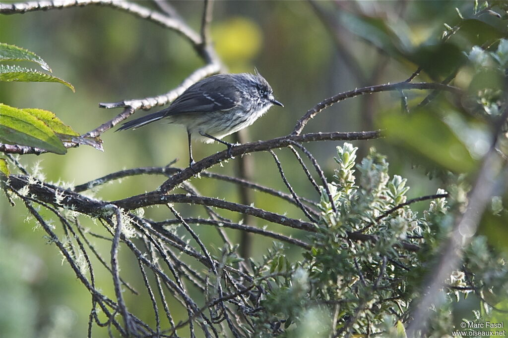 Tufted Tit-Tyrant, identification