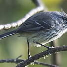 Taurillon mésange