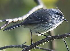 Tufted Tit-Tyrant