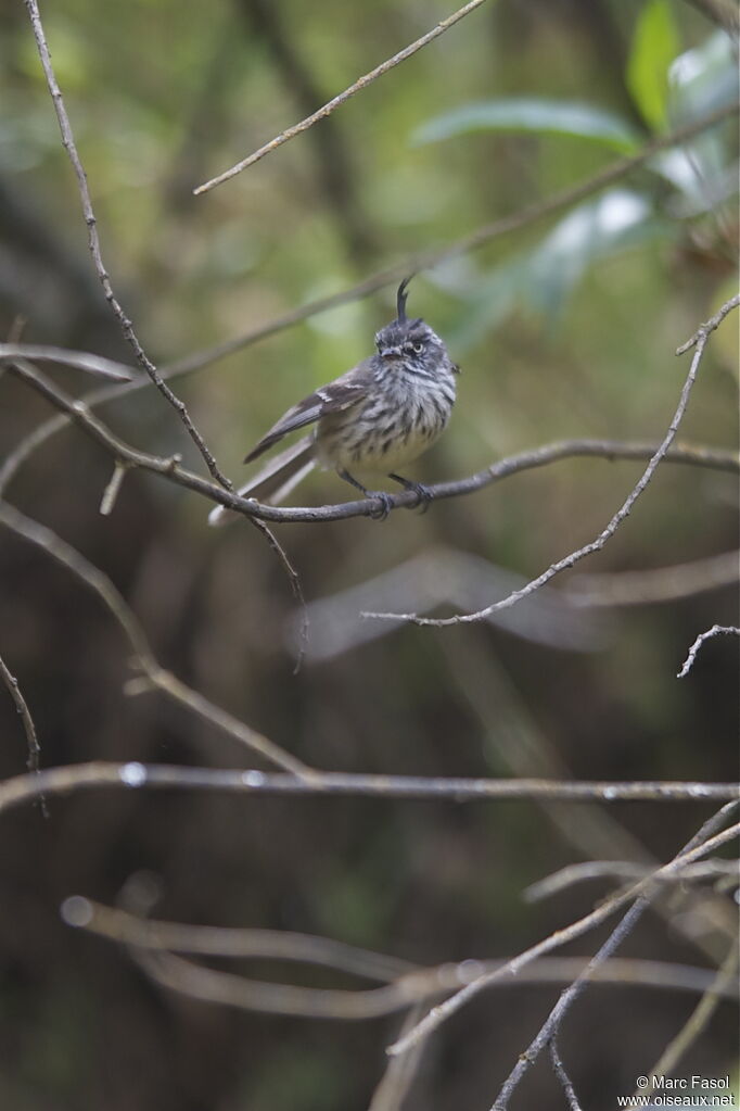 Tufted Tit-Tyrantadult, identification