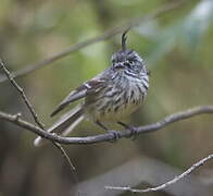 Tufted Tit-Tyrant