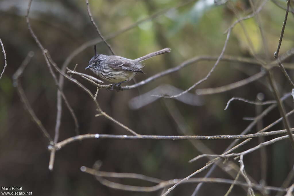 Tufted Tit-Tyrantadult, identification