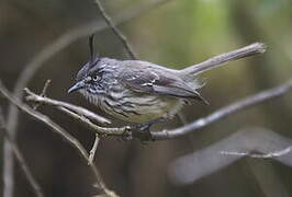 Tufted Tit-Tyrant