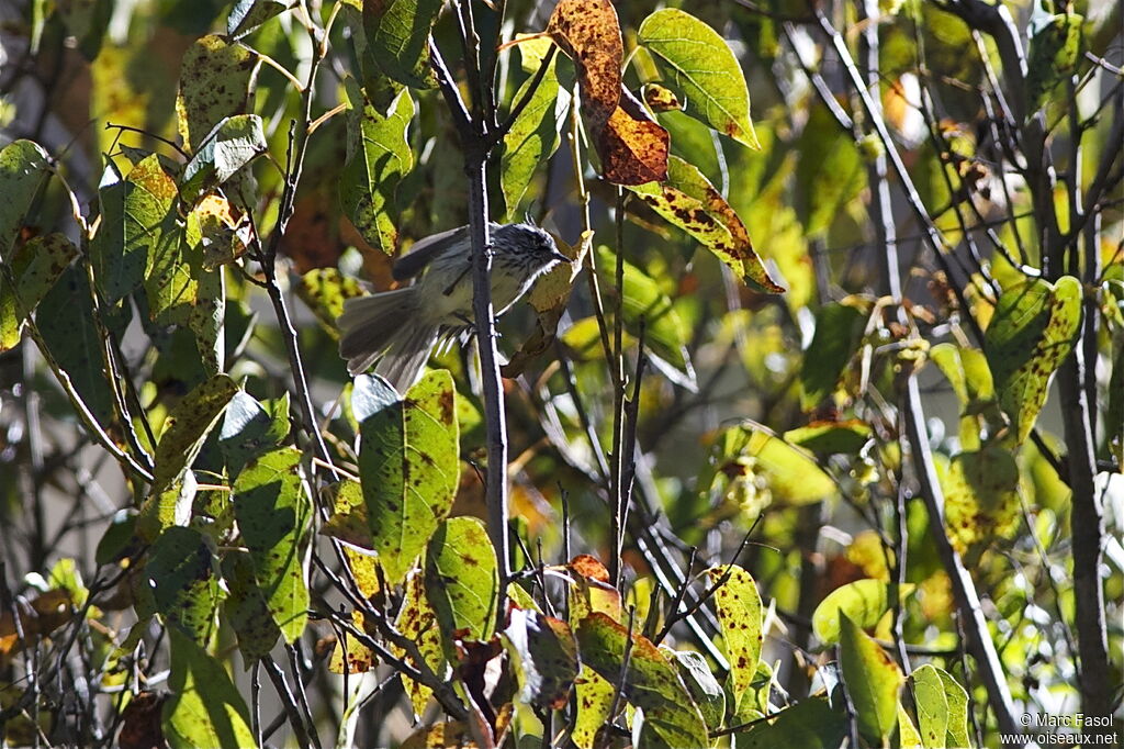 Tufted Tit-Tyrantadult, identification, Behaviour