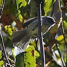 Taurillon mésange