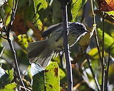 Tufted Tit-Tyrant