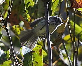 Taurillon mésange