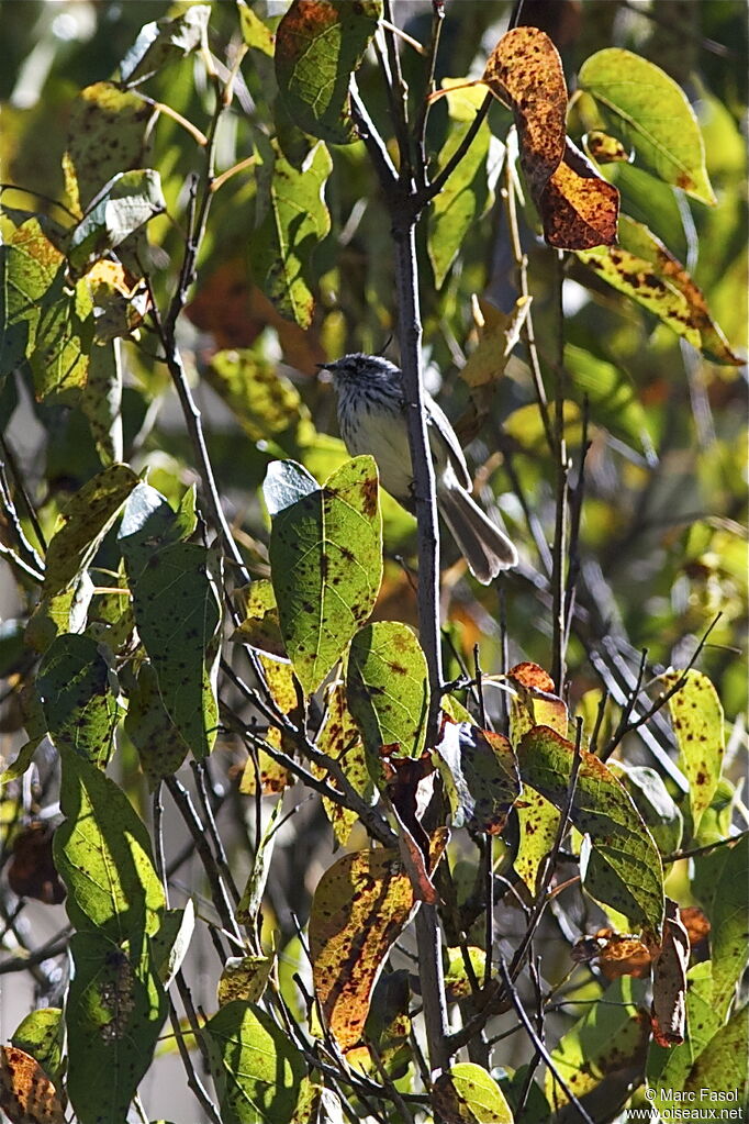 Tufted Tit-Tyrantadult, identification, Behaviour