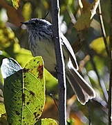 Tufted Tit-Tyrant