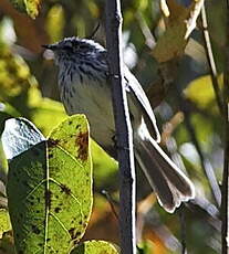 Taurillon mésange