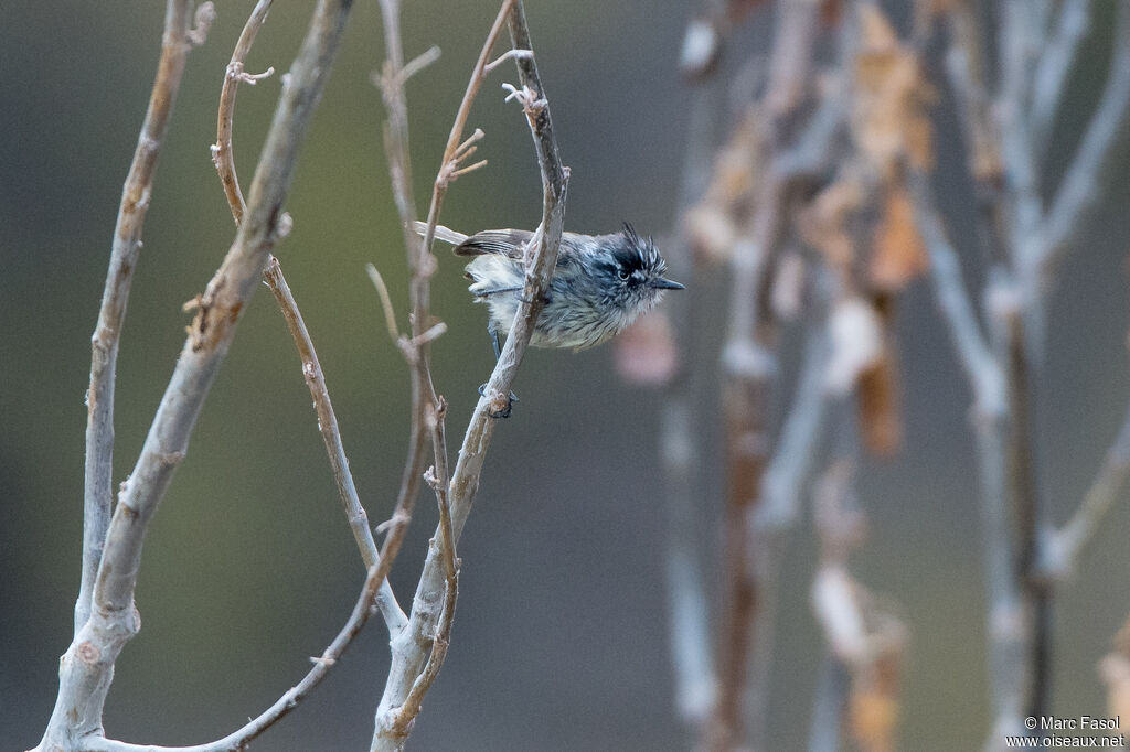 Tufted Tit-Tyrantadult