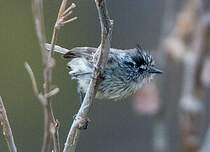 Taurillon mésange