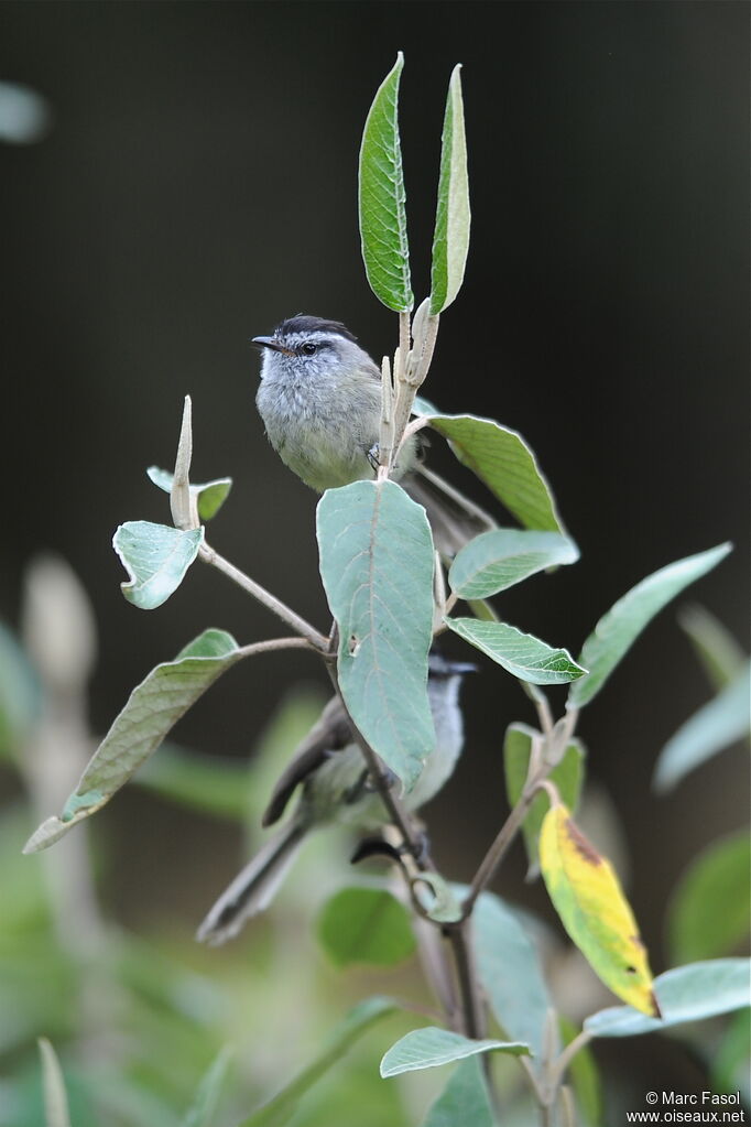 Unstreaked Tit-Tyrant adult breeding, identification