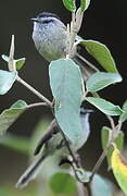 Unstreaked Tit-Tyrant