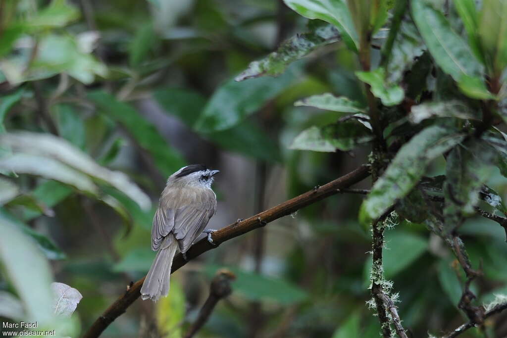 Unstreaked Tit-Tyrantadult