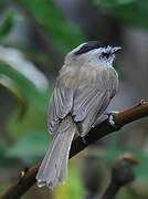 Unstreaked Tit-Tyrant