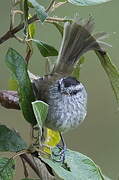 Unstreaked Tit-Tyrant