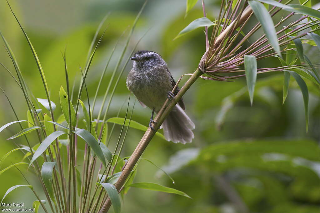 Unstreaked Tit-Tyrantadult, identification