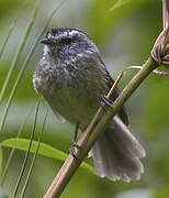 Unstreaked Tit-Tyrant