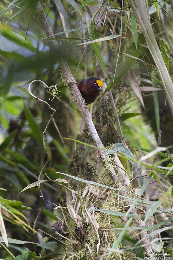 Plushcapadult, identification