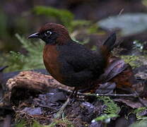 Rufous-breasted Antthrush