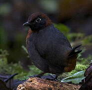 Rufous-breasted Antthrush