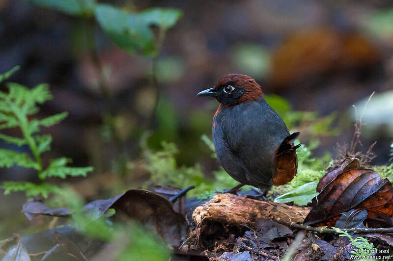 Tétéma à poitrine rousse adulte mafa290072