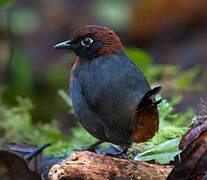 Rufous-breasted Antthrush