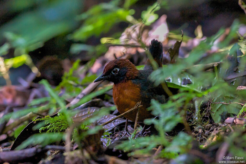 Rufous-breasted Antthrushadult, identification