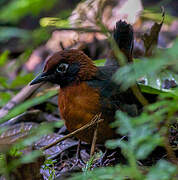 Rufous-breasted Antthrush